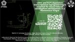 LOX1- and PLP1-dependent transcriptional reprogramming is essential for injury-induced conidiophore development in a filamentous fungus