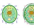 Metabolic Responses of the Microalga Neochloris oleoabundans to Extracellular Self- and Nonself-DNA