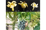 Sex determination in papaya: Current status and perspectives