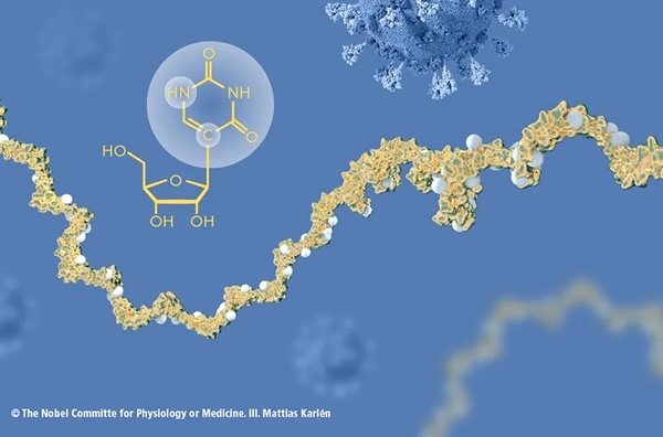 Premio Nobel de Medicina 2023: el ARN toma la delantera