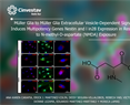 Monica Lamas - Müller Glia to Müller Glia Extracellular Vesicle-Dependent Signaling Induces Multipotency Genes Nestin and lin28 Expression in Response to N-methyl-D-aspartate (NMDA) Exposure