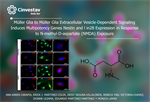 Monica Lamas - Müller Glia to Müller Glia Extracellular Vesicle-Dependent Signaling Induces Multipotency Genes Nestin and lin28 Expression in Response to N-methyl-D-aspartate (NMDA) Exposure
