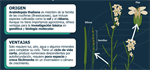 Arabidopsis: la top model del lab