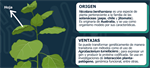Nicotiana: La biofrábrica del lab