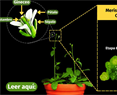 Organogenic events during gynoecium and fruit development in Arabidopsis