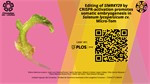 Editing of SlWRKY29 by CRISPR-activation promotes somatic embryogenesis in Solanum lycopersicum cv. Micro-Tom