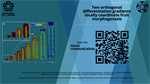 Two orthogonal differentiation gradients locally coordinate fruit morphogenesis