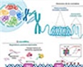 Las alteraciones del epigenoma espermático