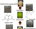 Delaying Rot Emergence in Persian Lime (Citrus×latifolia) Through Antifungal Hybrid Films Containing Litsea glaucescens Essential Oil