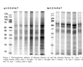 Silicon induces polyubiquitin and peroxidase and increases protein content and phenols in proso millet