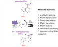 New-Onset Diabetes Mellitus after COVID-19: Combined Effects of SARS-CoV-2 Variants, Molecular Mimicry, and m6A RNA Methylation