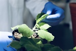 Estancia de investigación