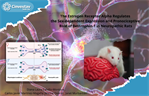 Janet Murbatián- The Estrogen Receptor Alpha Regulates the Sex-dependent Expression and Pronociceptive Role of Bestrophin-1 in Neuropathic Rats