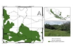 Glomus nanolumen (Glomeraceae), un hongo micorrízico arbuscular en México