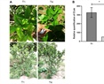 Trunk Injection of Citrus Trees with a Polymeric Nanobactericide Reduces Huanglongbing Severity Caused by Candidatus Liberibacter asiaticus