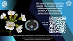 The role of D3-type cyclins is related to cytokinin and the bHLH transcription factor SPATULA in Arabidopsis gynoecium development