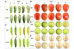 Role of Volatile Organic Compounds Produced by Kosakonia cowanii Cp1 during Competitive Colonization Interaction against Pectobacterium aroidearum SM2
