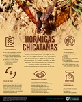 Hormigas chicatanas