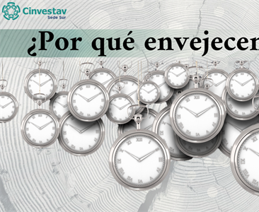 ¿Por qué envejecemos?