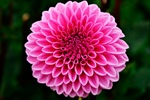 La dalia, una planta con flores y raíces tuberosas comestibles