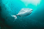 Contaminación marina…adaptarse o perecer: una ventana hacia la epigenética ambiental