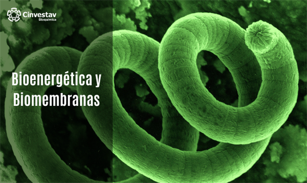 Bioenergética y biomembranas