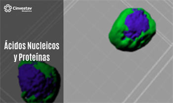 Ácidos nucleicos y proteínas: estructura, función y metabolismo