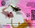 Develando los enigmas moleculares del Axolotl un organismo orgullosamente mexicano