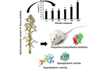 Nutraceutical Properties of the Hydroalcoholic Extract and Phenolic Compounds from Yucca aloifolia Edible Flowers