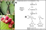 Selected Mesoamerican Crops – Anti-Obesity Potential and Health Promotion. (A Review)