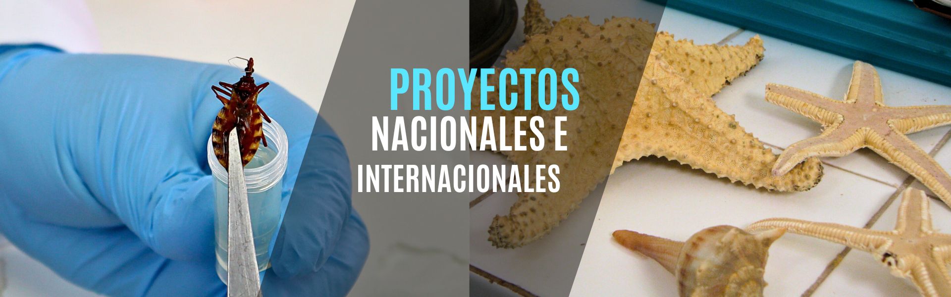 Proyectos