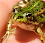 Piénsalo dos veces antes de besar un sapo