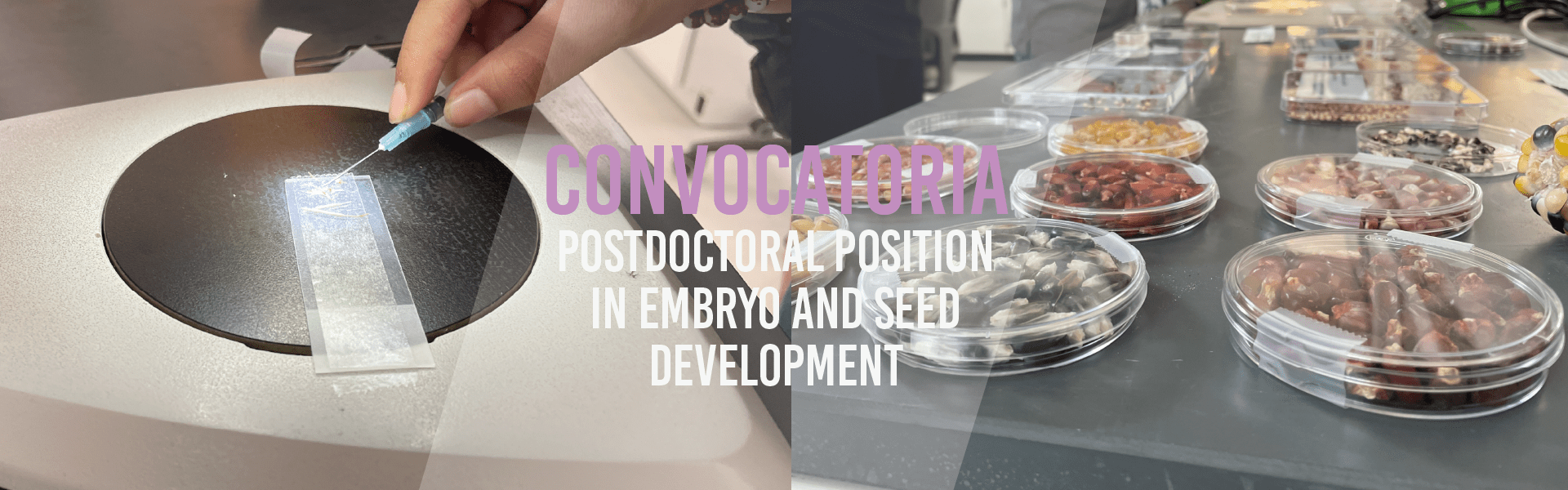 Postdoctoral position in embryo and seed development