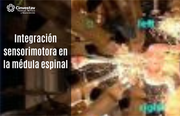 Integración sensorimotora en la médula espinal