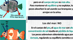 ¿Beben los peces en el río