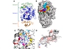 Dietary natural products as inhibitors of α-amylase and α-glucosidase: An updated review of ligand-receptor correlations validated by docking studies