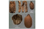 Alkamide Content and Localization in Heliopsis longipes Cypselae, Obtained via Fluorescence and Double-Multiphoton Microscopy