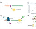 Optimizing Fermentation Strategies for Enhanced Tryptophan Production in Escherichia coli: Integrating Genetic and Environmental Controls for Industrial Applications