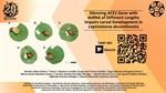 Silencing ACE1 Gene with dsRNA of Different Lengths Impairs Larval Development in Leptinotarsa decemlineata