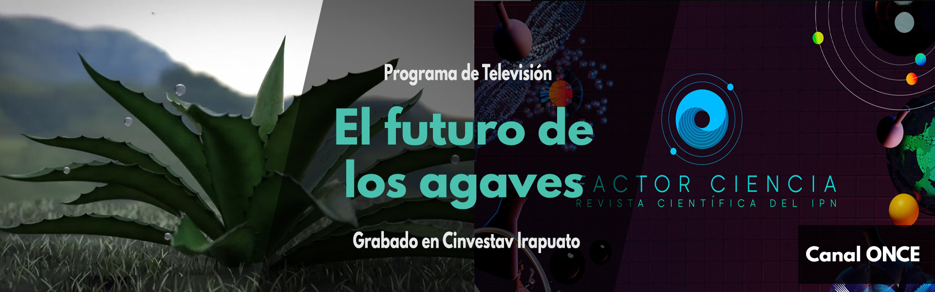 El futuro de los agaves