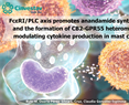 FcεRI/PLC axis promotes anandamide synthesis and the formation of CB2-GPR55 heteromers, modulating cytokine production in mast cells