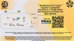 Identification of a central regulator of ginkgolide biosynthesis in Ginkgo biloba that integrates jasmonate and light signaling
