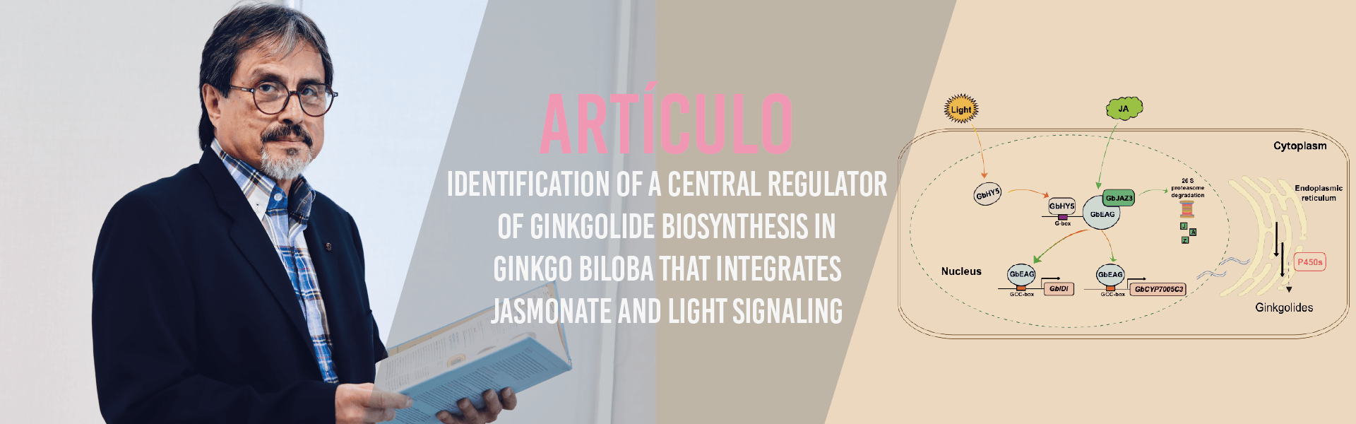 Identification of a central regulator of ginkgolide biosynthesis in Ginkgo biloba that integrates jasmonate and light signaling