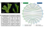 Gene family rearrangements and transcriptional priming drive the evolution of vegetative desiccation tolerance in Selaginella