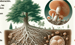 Simbiosis