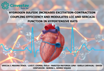 Norma Leticia Gómez Viquez - Hydrogen Sulfide Increases Excitation-Contraction Coupling Efficiency and Modulates LCC and SERCA2a Function in Hypertensive Rats