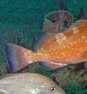 Vulnerabilidad a la pesca y al cambio climático del Mero americano en...