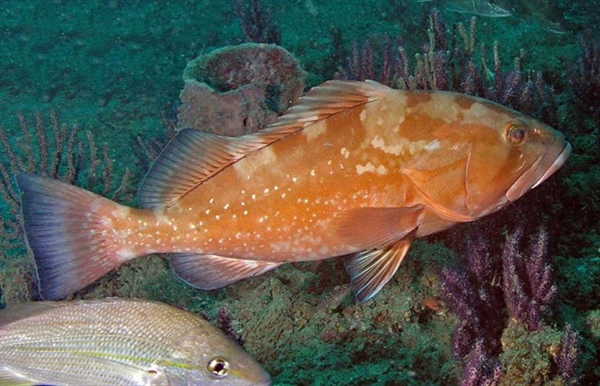 Vulnerabilidad a la pesca y al cambio climático del Mero americano en Yucatán