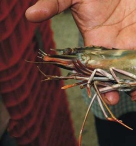 Invasión del camarón tigre Penaeus monodon en el Golfo de México