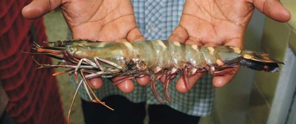 Invasión del camarón tigre Penaeus monodon en el Golfo de México